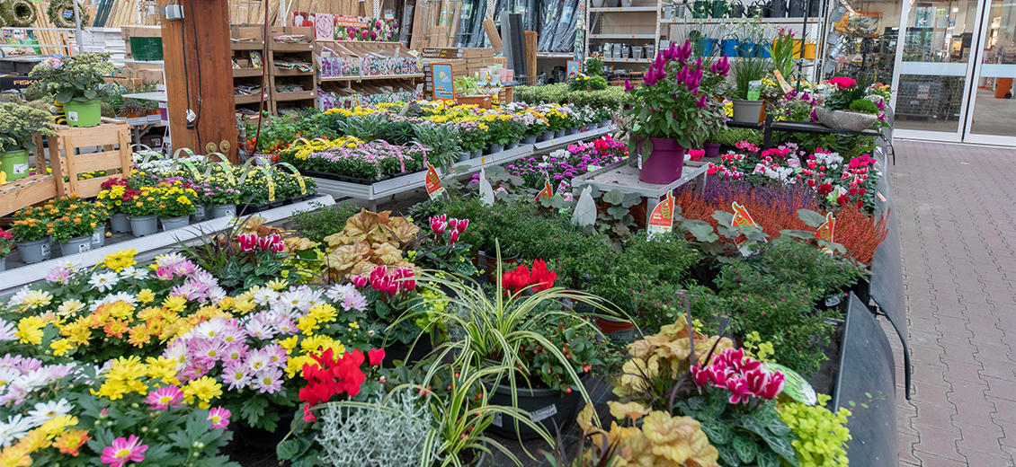 OBI Gartencenter Königswinter