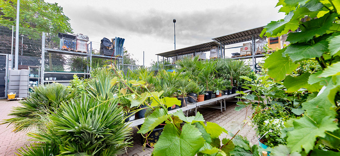 OBI Gartencenter Neuss