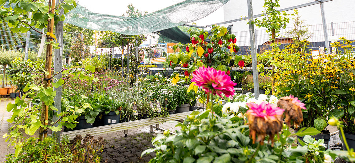 OBI Gartencenter Isny