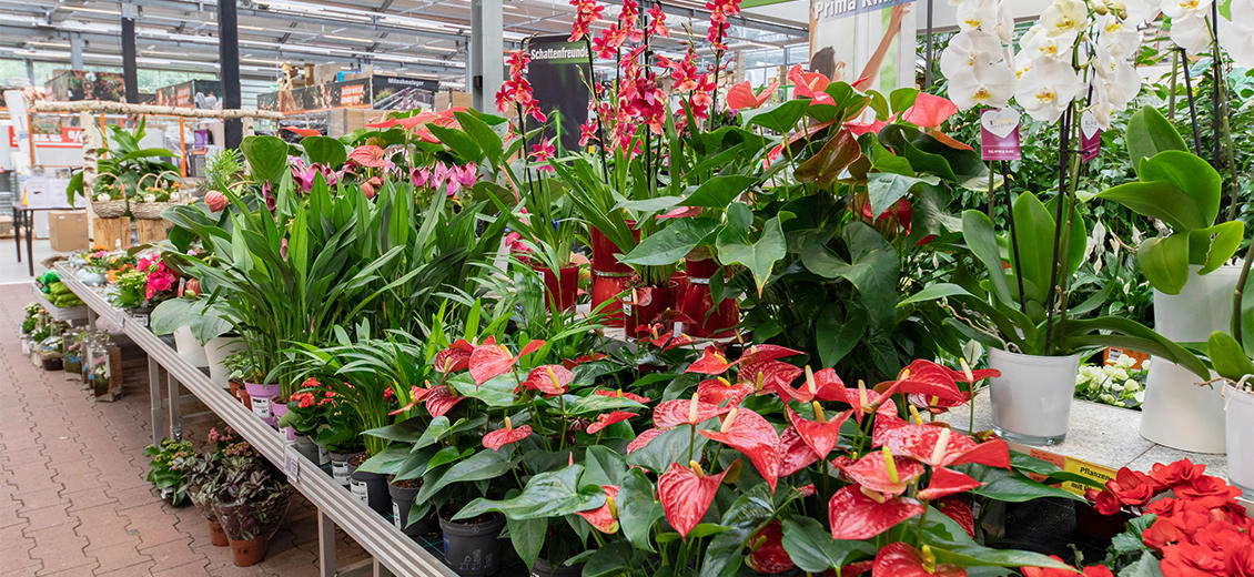 OBI Gartencenter Aachen Debyestraße