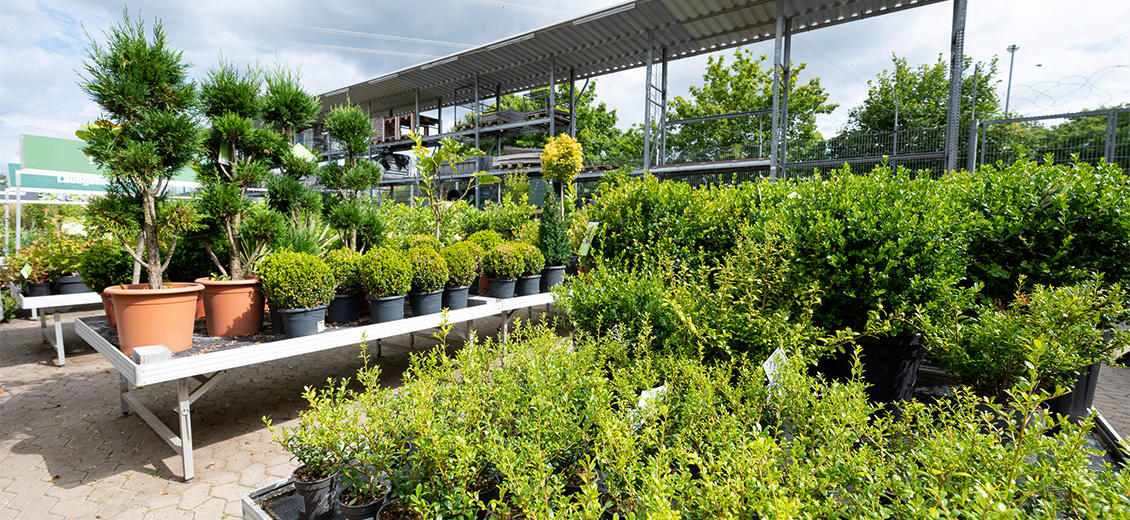 OBI Gartenplaner Lohr