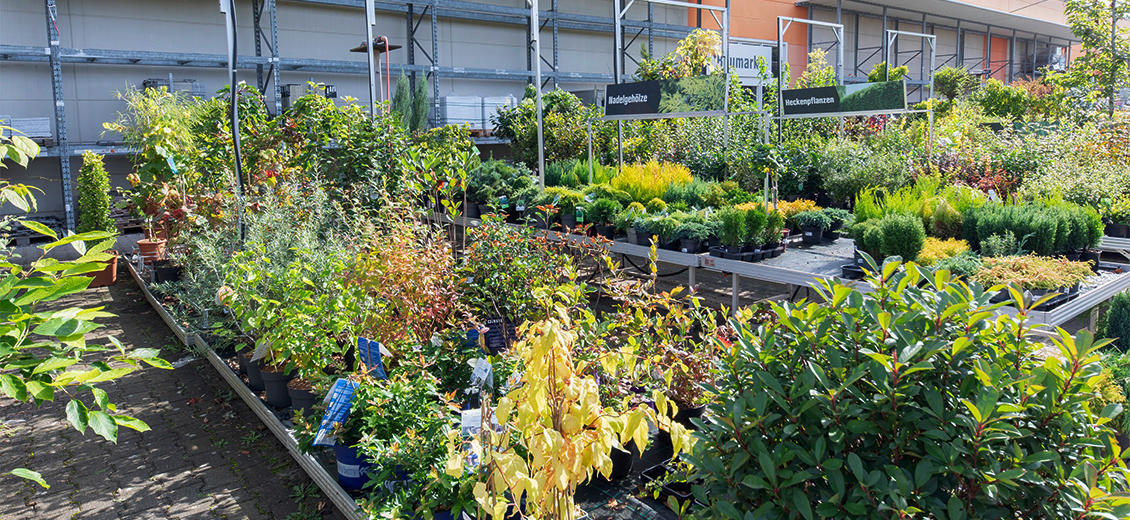 OBI Gartencenter Königswinter