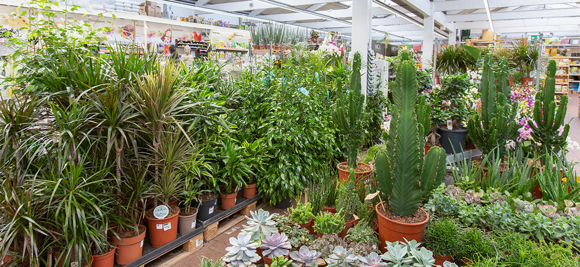 OBI Gartencenter Osterode-Harz