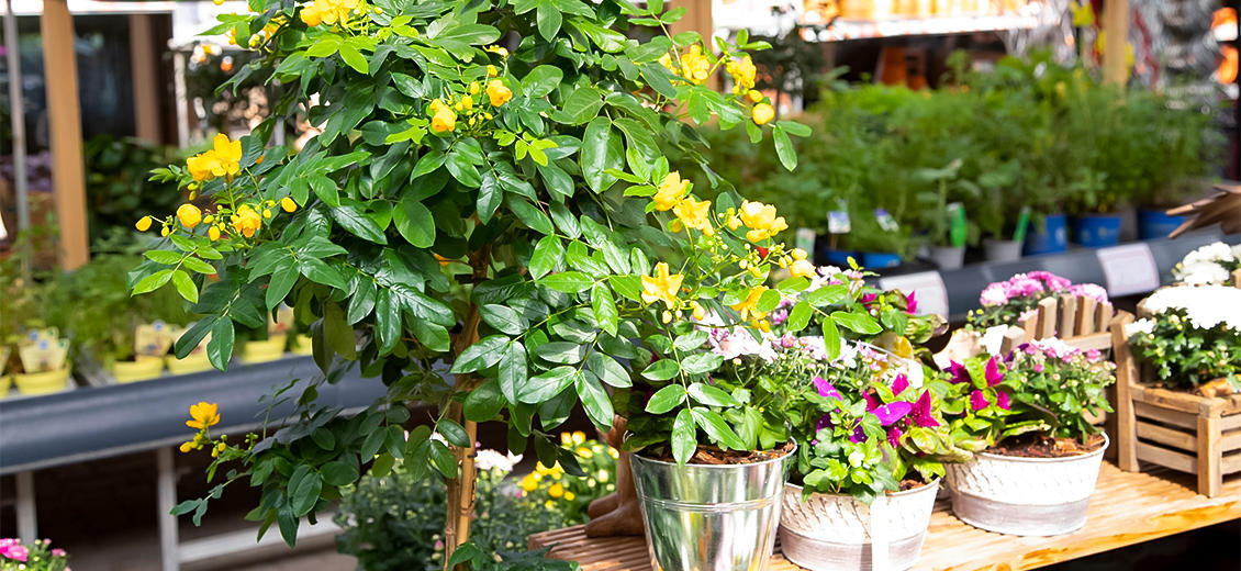 OBI Gartencenter Neustrelitz