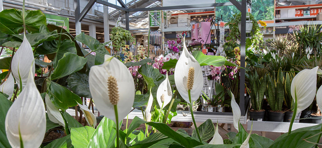 OBI Gartencenter Northeim